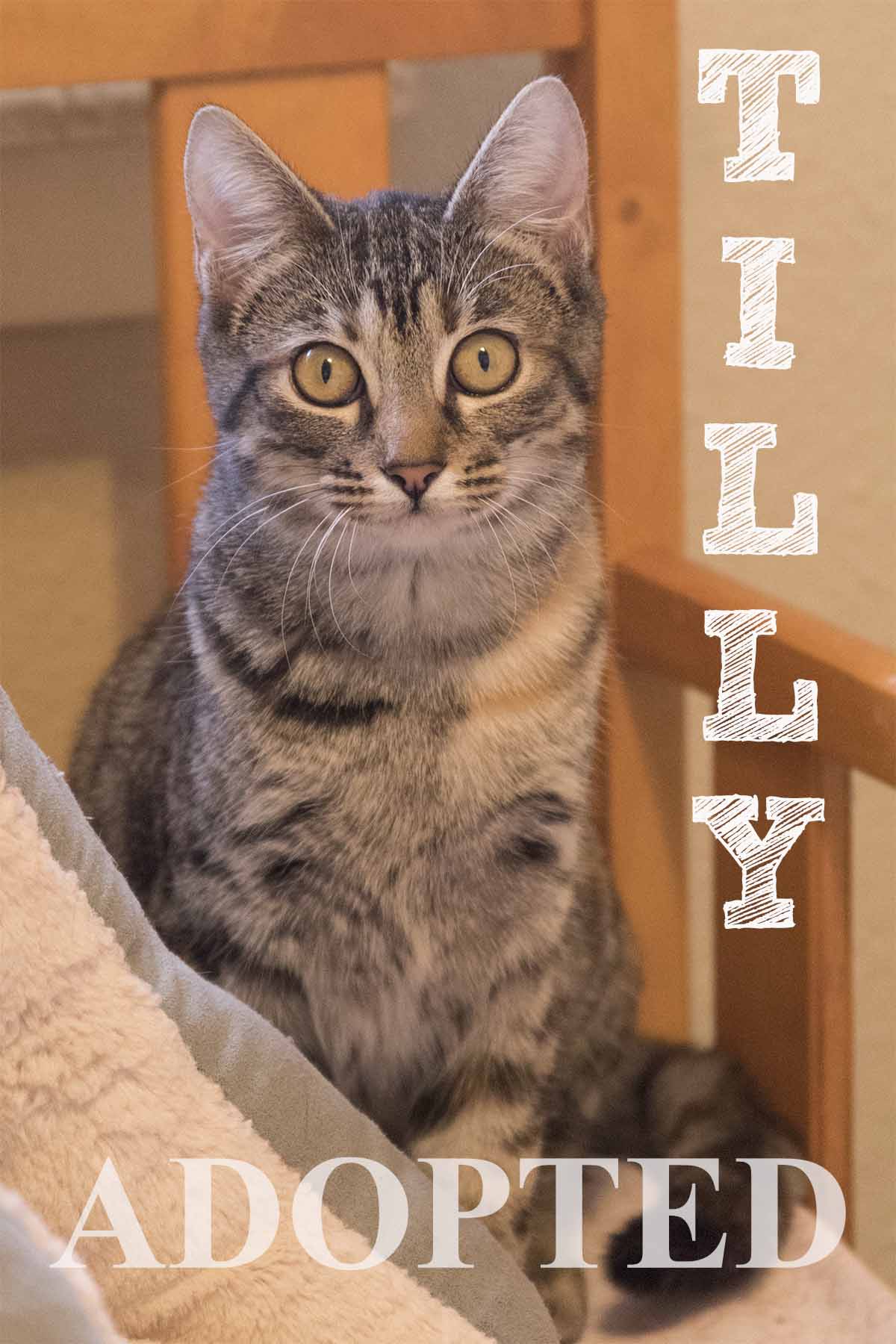 Tilly 31