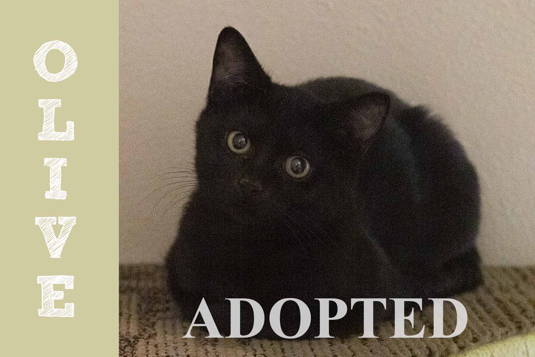 oliveAdopted