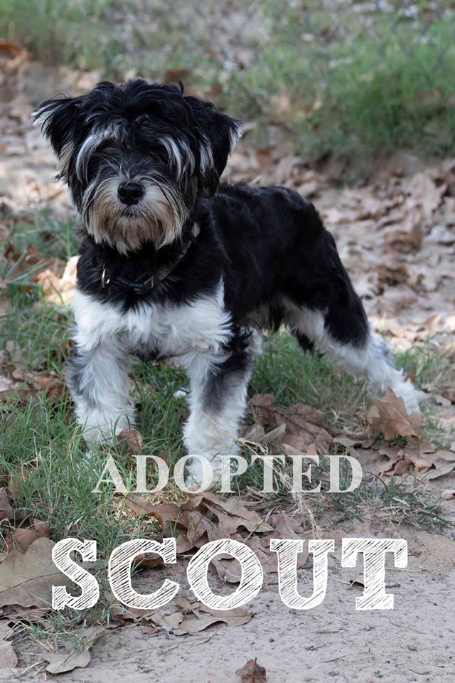 scoutAdopted